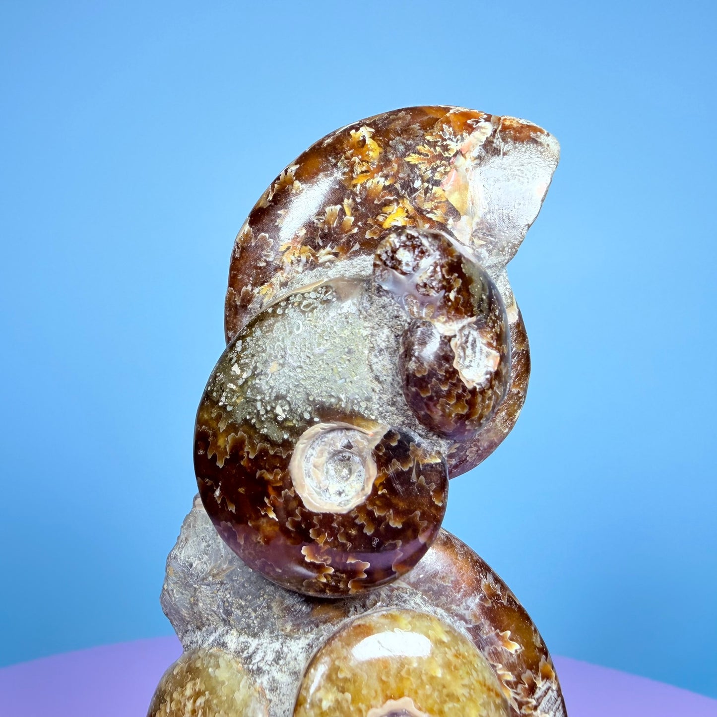 Polished Ammonite Fossil Cluster Sculpture on Stand