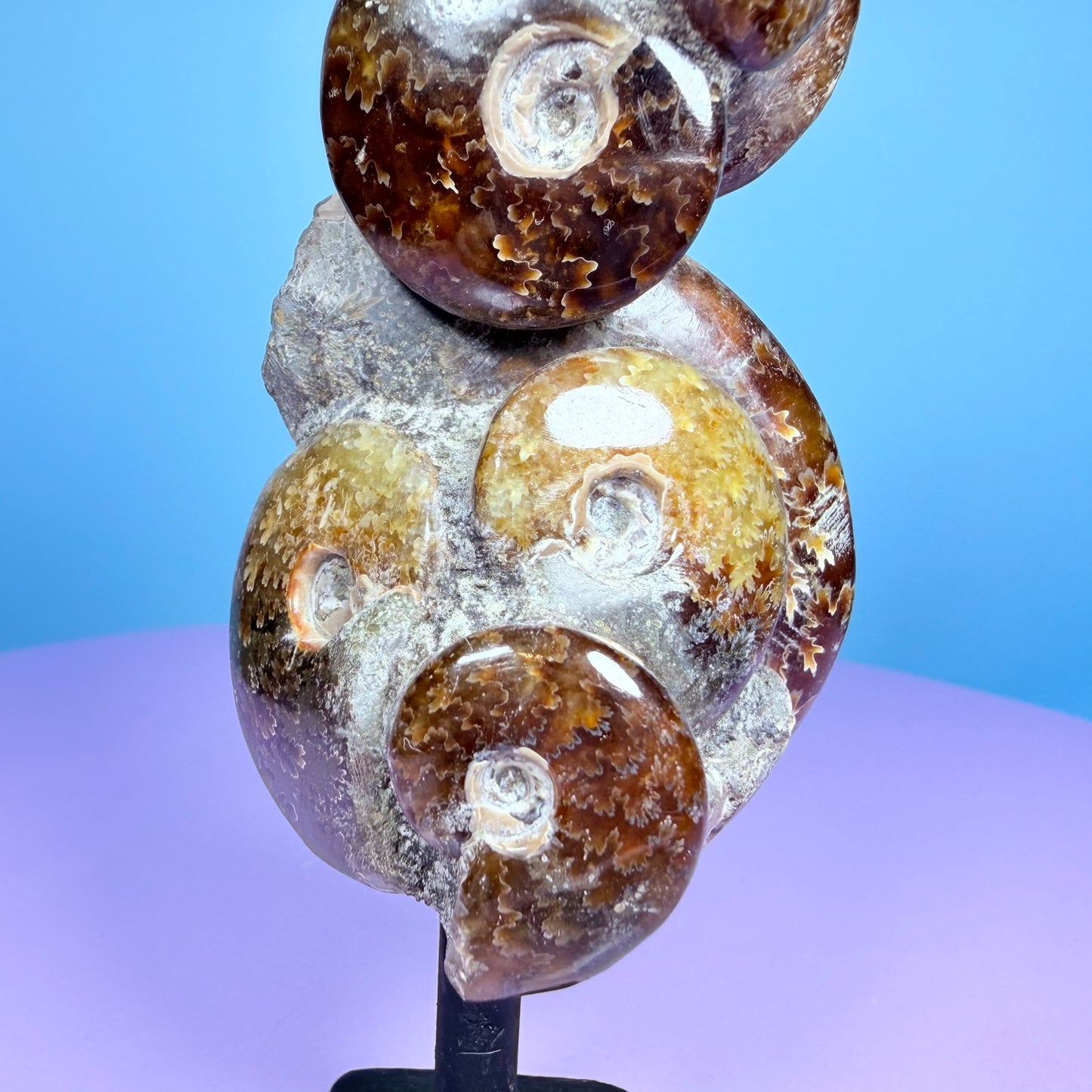 Polished Ammonite Fossil Cluster Sculpture on Stand