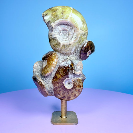 Polished Ammonite Fossil Cluster Sculpture on Stand