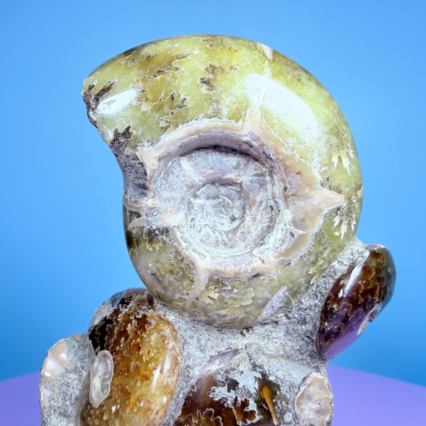 Polished Ammonite Fossil Cluster Sculpture on Stand