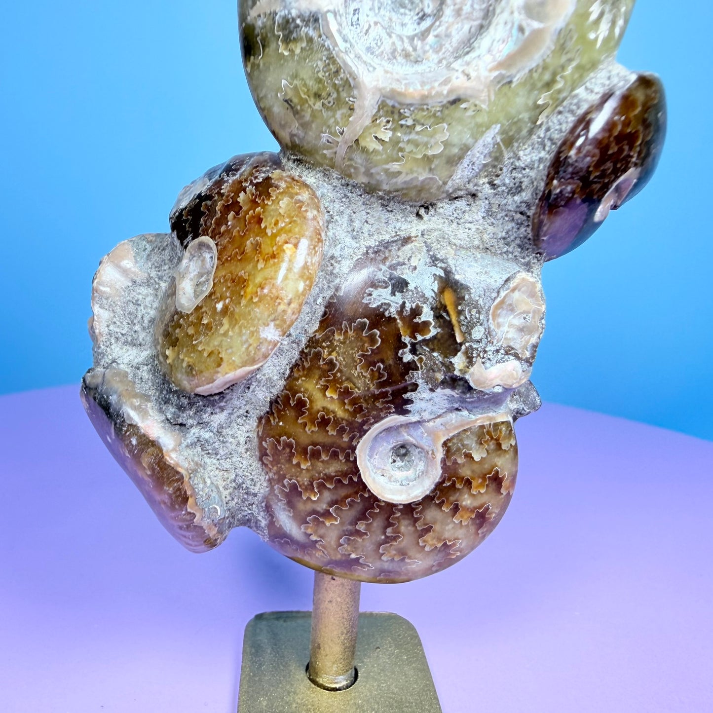 Polished Ammonite Fossil Cluster Sculpture on Stand
