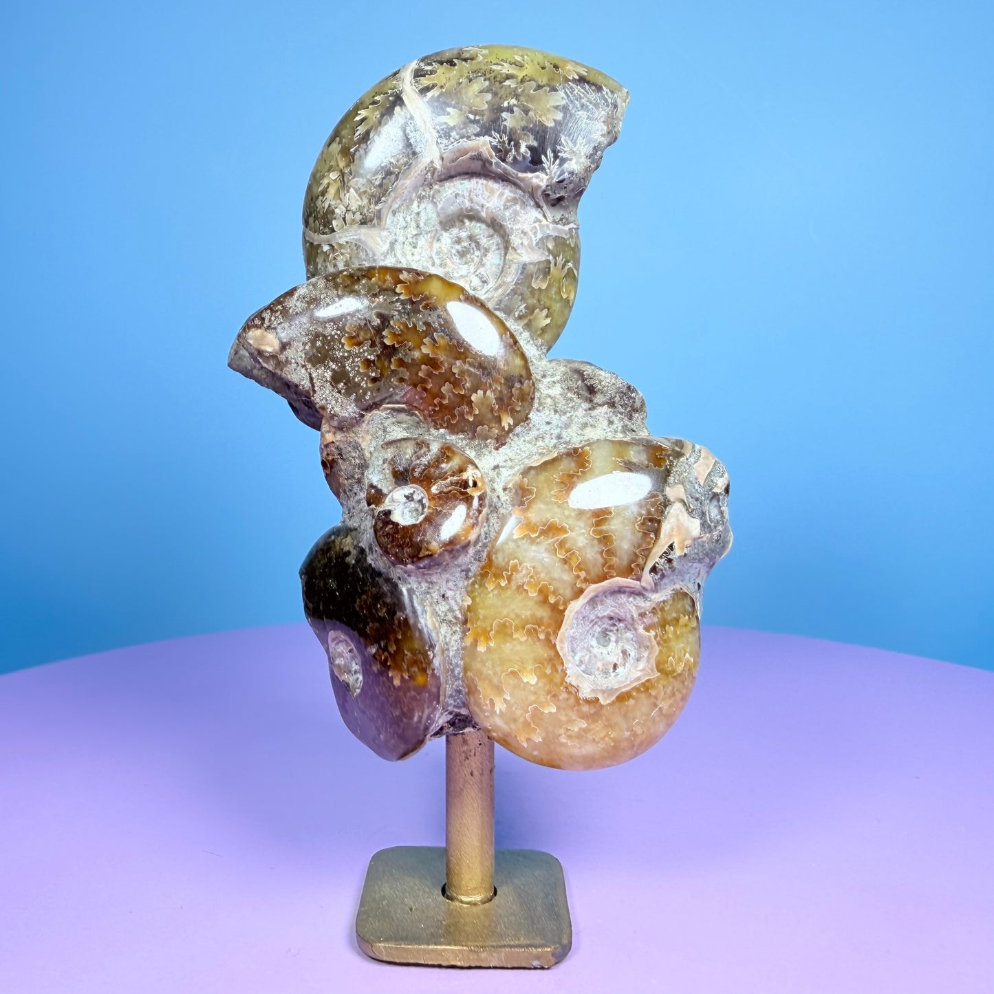 Polished Ammonite Fossil Cluster Sculpture on Stand