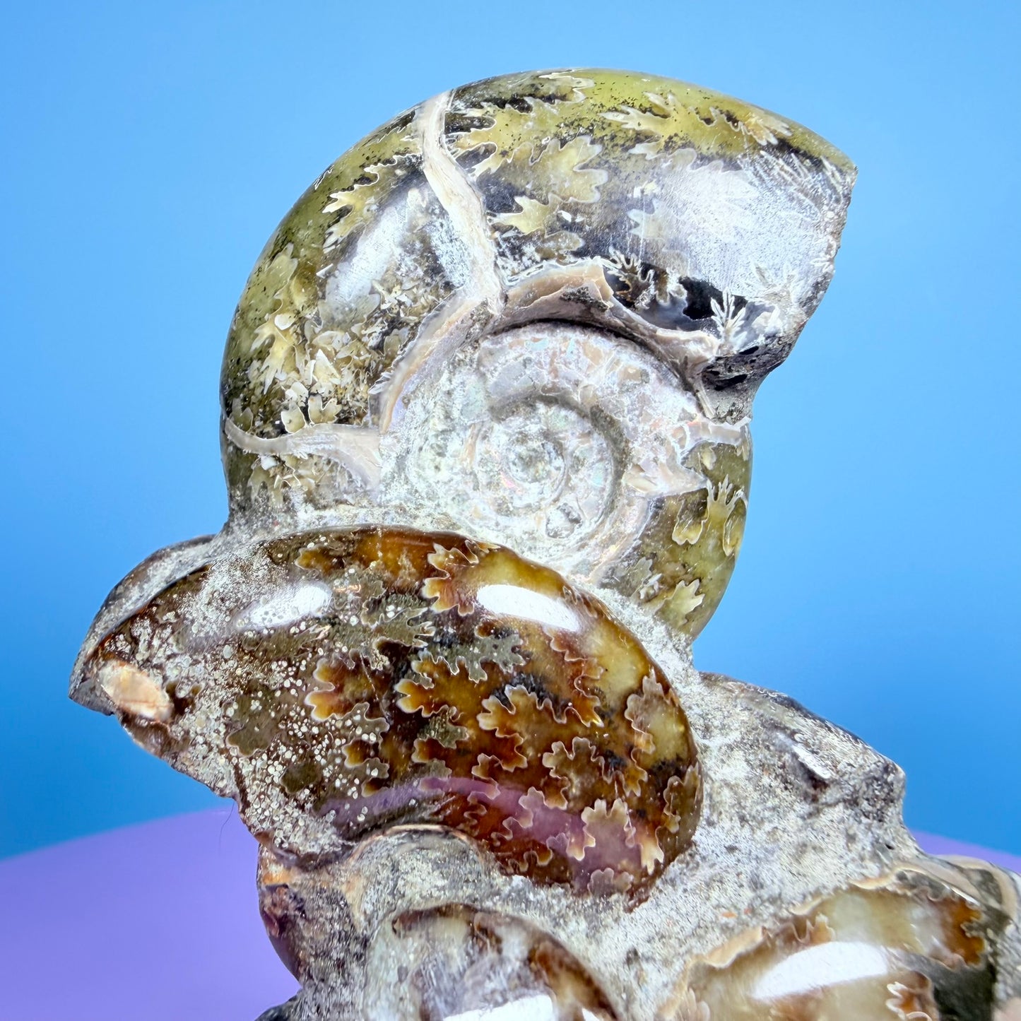 Polished Ammonite Fossil Cluster Sculpture on Stand