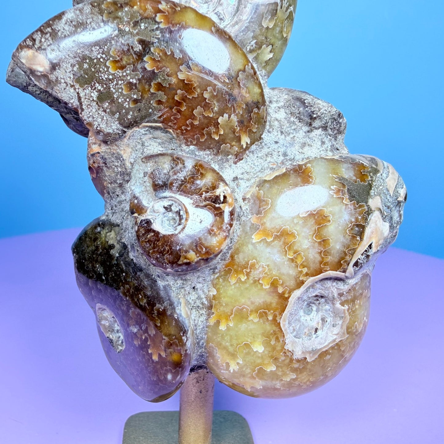 Polished Ammonite Fossil Cluster Sculpture on Stand
