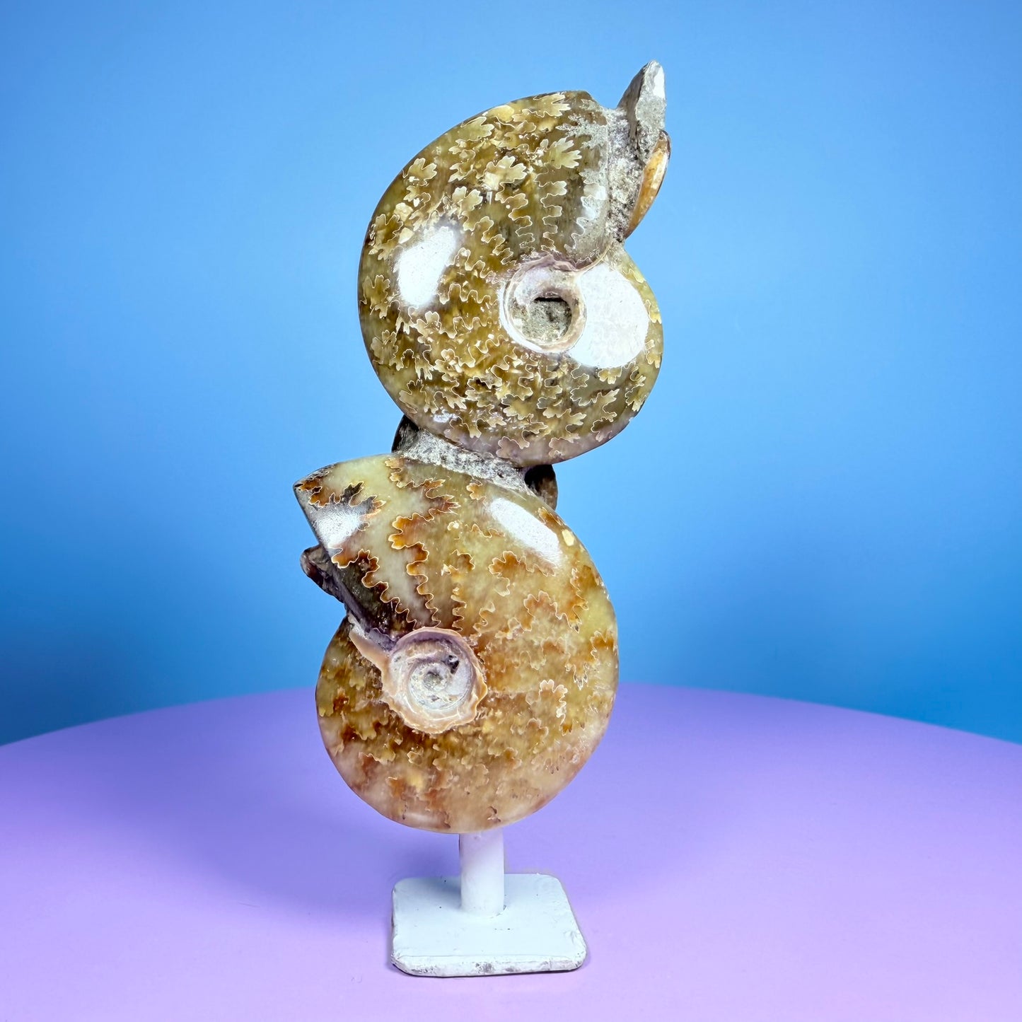 Polished Ammonite Fossil Cluster Sculpture on Stand