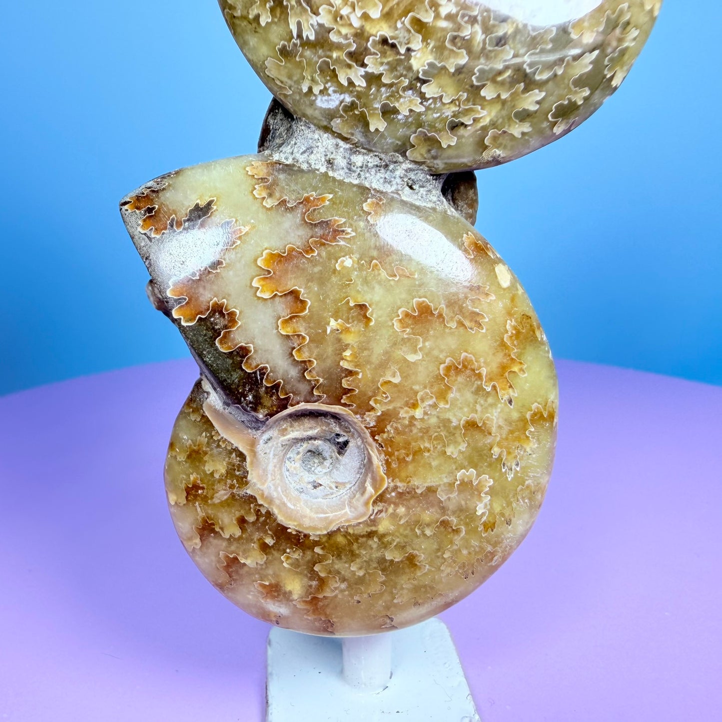 Polished Ammonite Fossil Cluster Sculpture on Stand