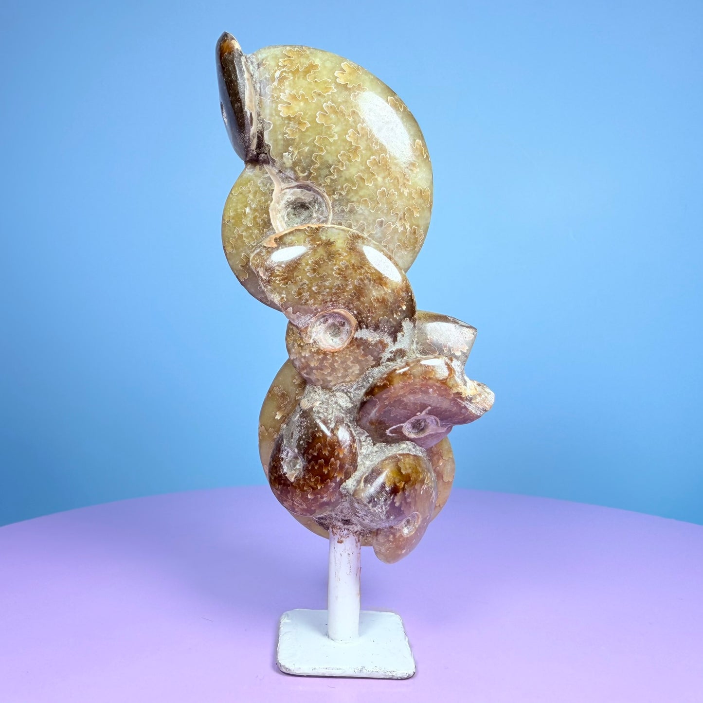 Polished Ammonite Fossil Cluster Sculpture on Stand
