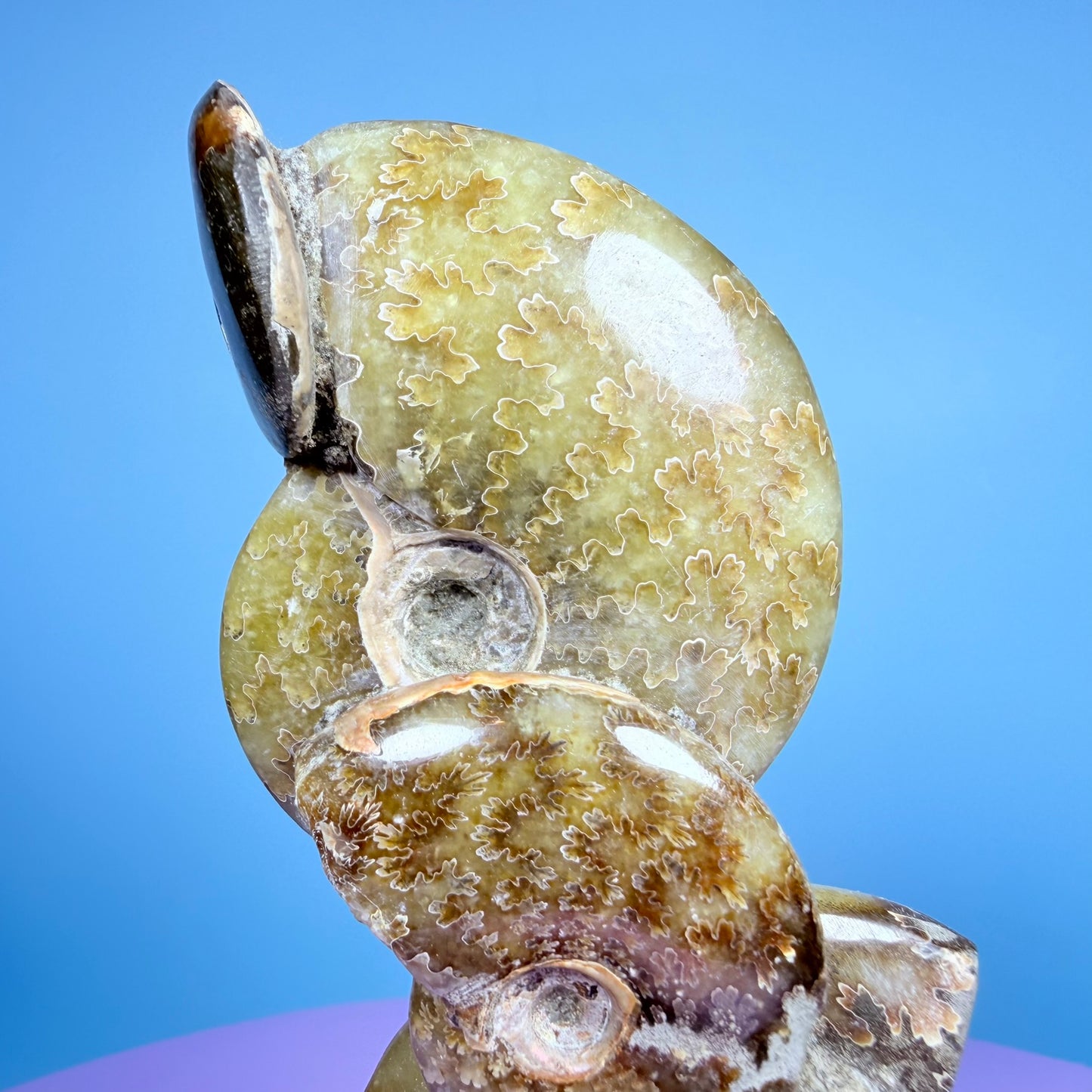 Polished Ammonite Fossil Cluster Sculpture on Stand