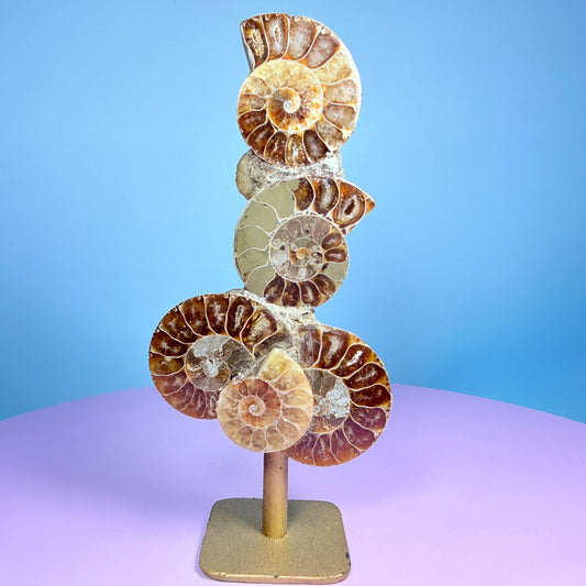 Polished Ammonite Fossil Cluster Sculpture on Stand