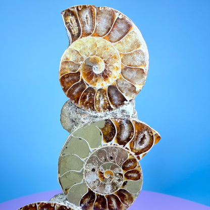 Polished Ammonite Fossil Cluster Sculpture on Stand