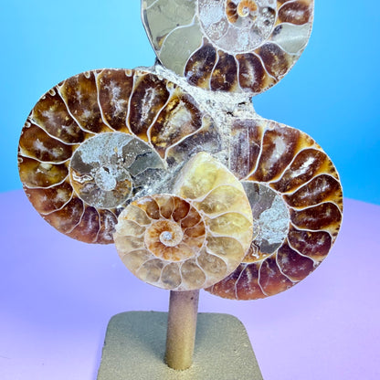Polished Ammonite Fossil Cluster Sculpture on Stand