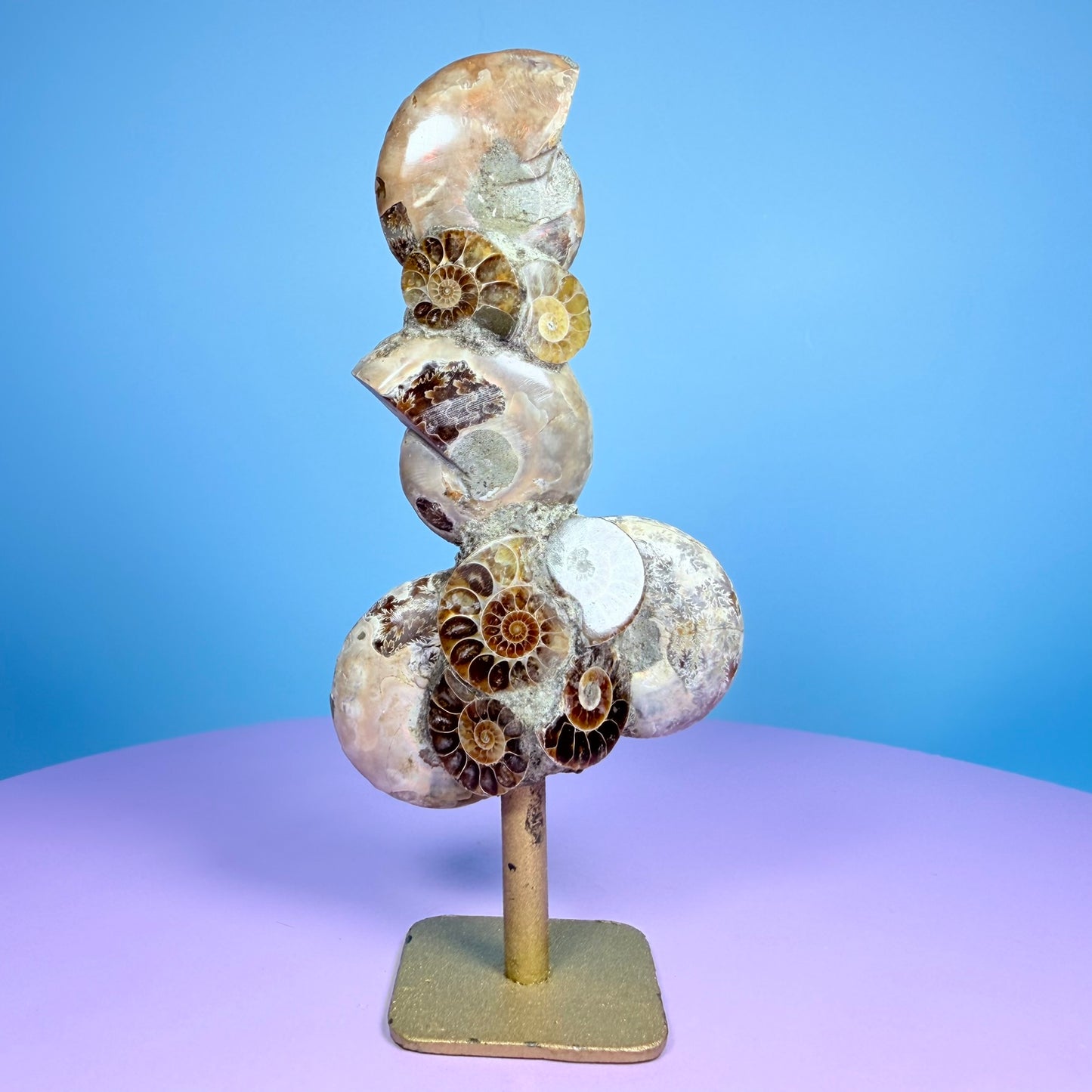 Polished Ammonite Fossil Cluster Sculpture on Stand