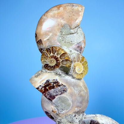 Polished Ammonite Fossil Cluster Sculpture on Stand