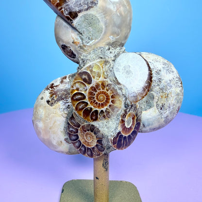 Polished Ammonite Fossil Cluster Sculpture on Stand
