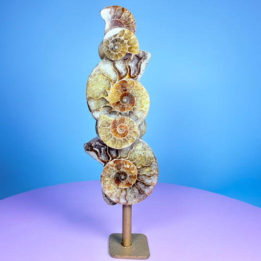 Polished Ammonite Fossil Cluster Sculpture on Stand