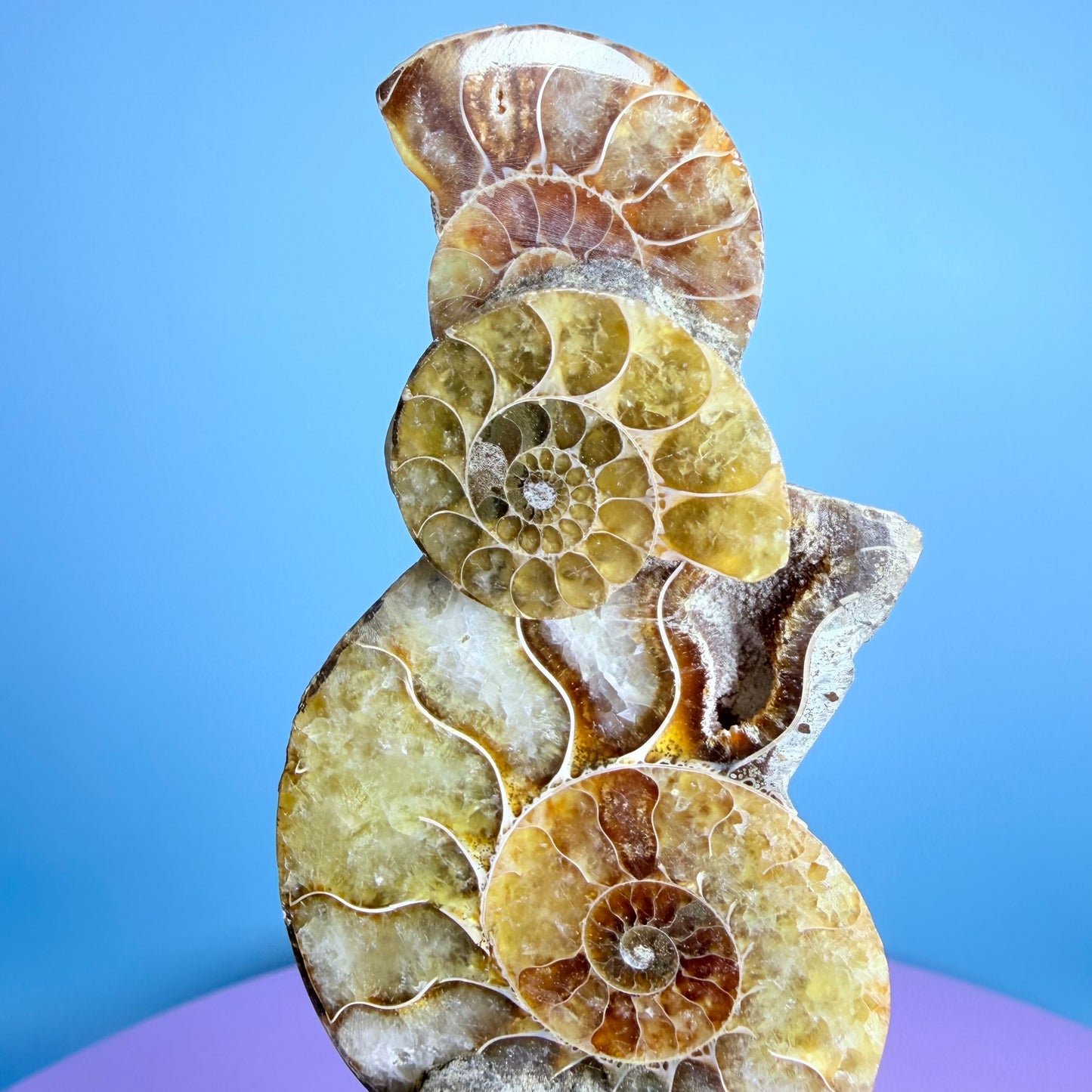 Polished Ammonite Fossil Cluster Sculpture on Stand