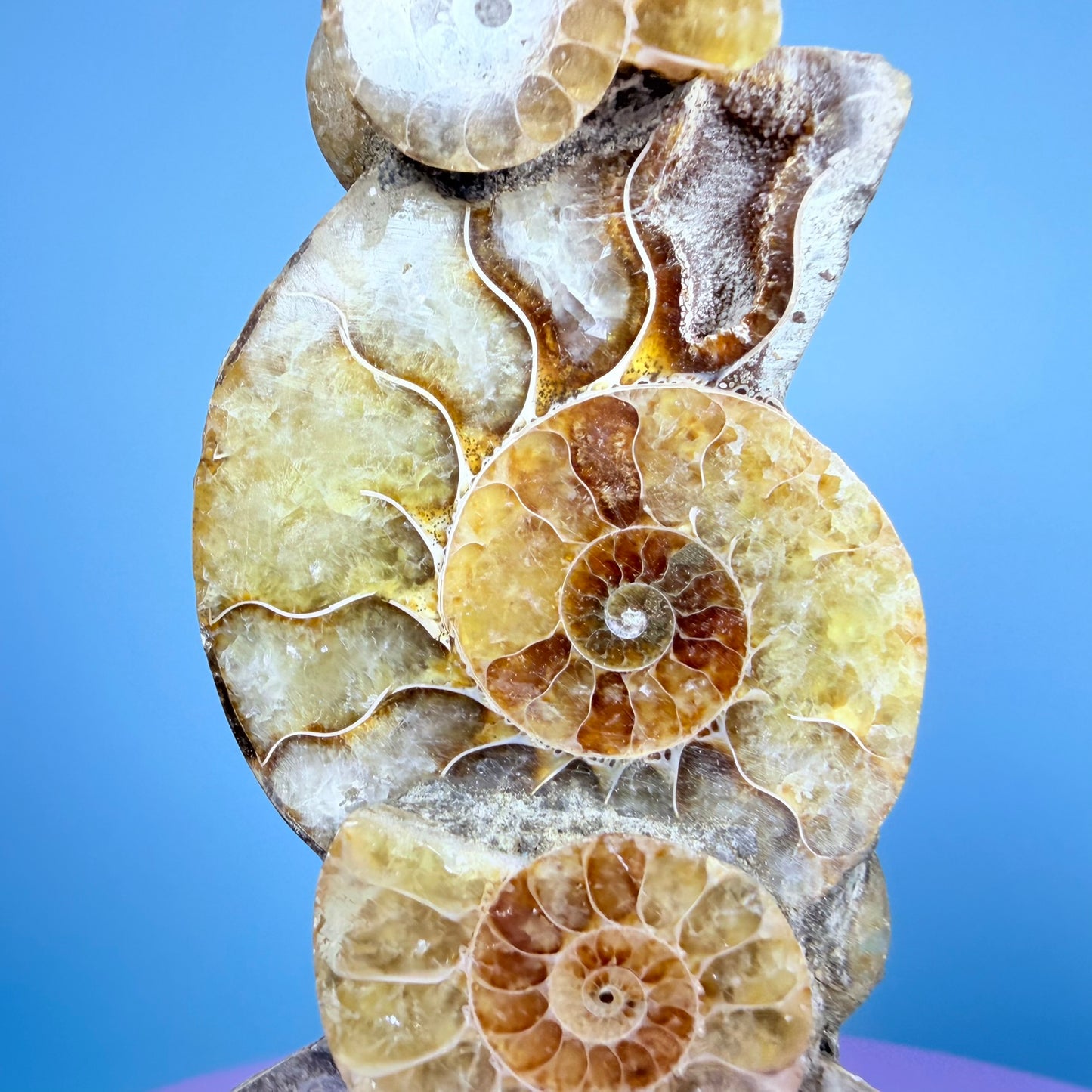Polished Ammonite Fossil Cluster Sculpture on Stand