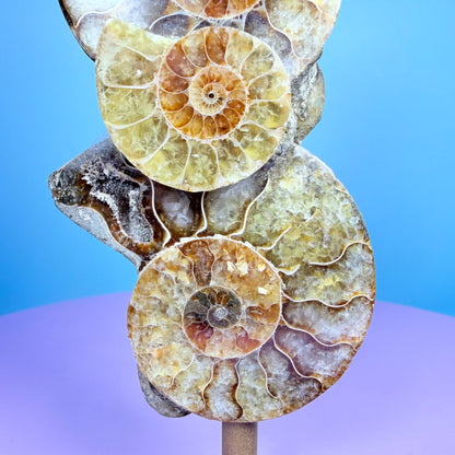 Polished Ammonite Fossil Cluster Sculpture on Stand