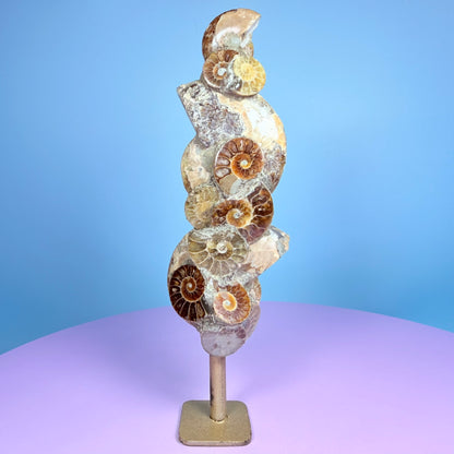 Polished Ammonite Fossil Cluster Sculpture on Stand