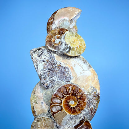Polished Ammonite Fossil Cluster Sculpture on Stand