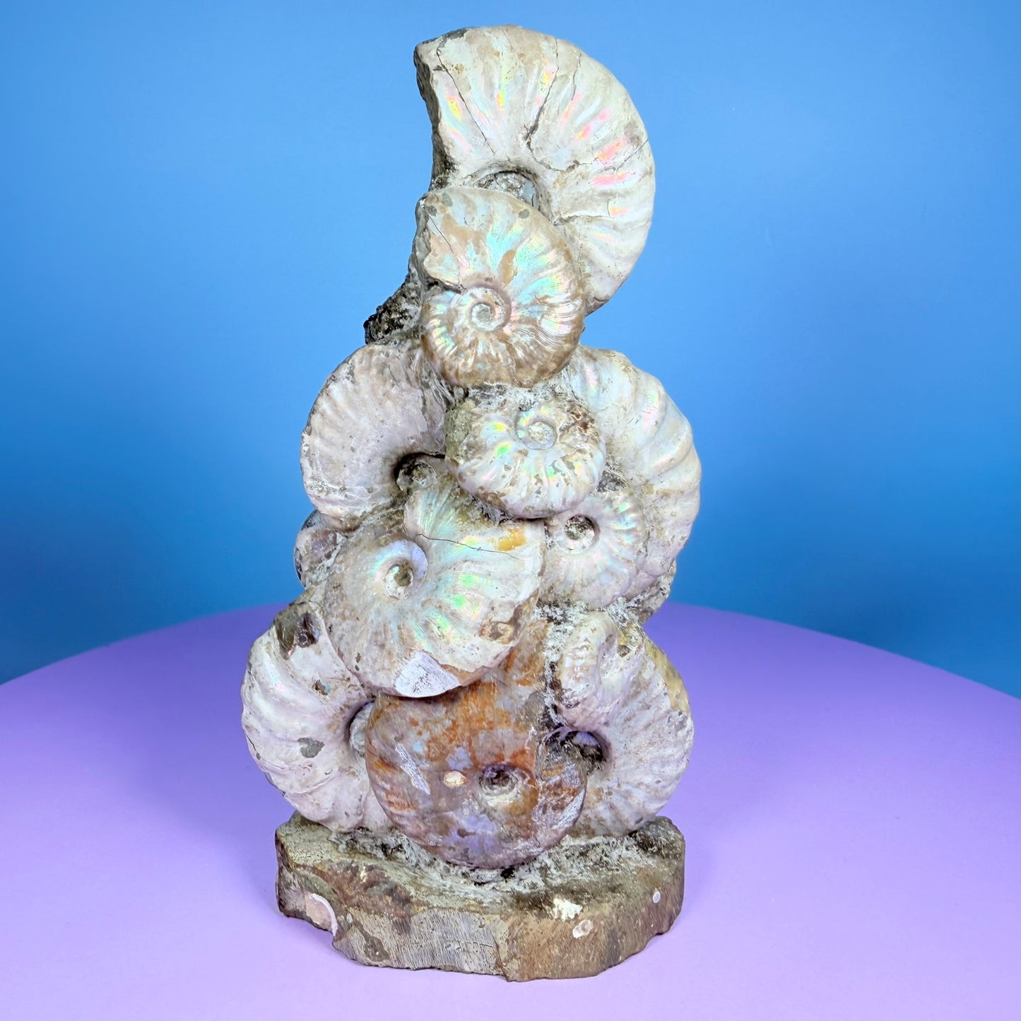 Rainbow Ammonite Fossil Cluster Sculpture on Fossil Plate