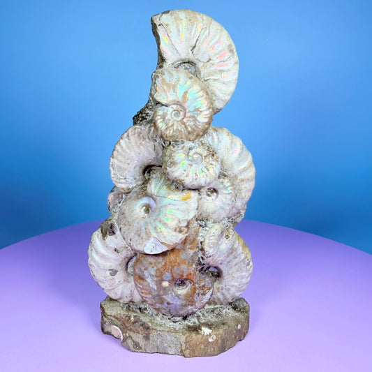 Rainbow Ammonite Fossil Cluster Sculpture on Fossil Plate