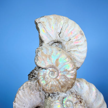 Rainbow Ammonite Fossil Cluster Sculpture on Fossil Plate