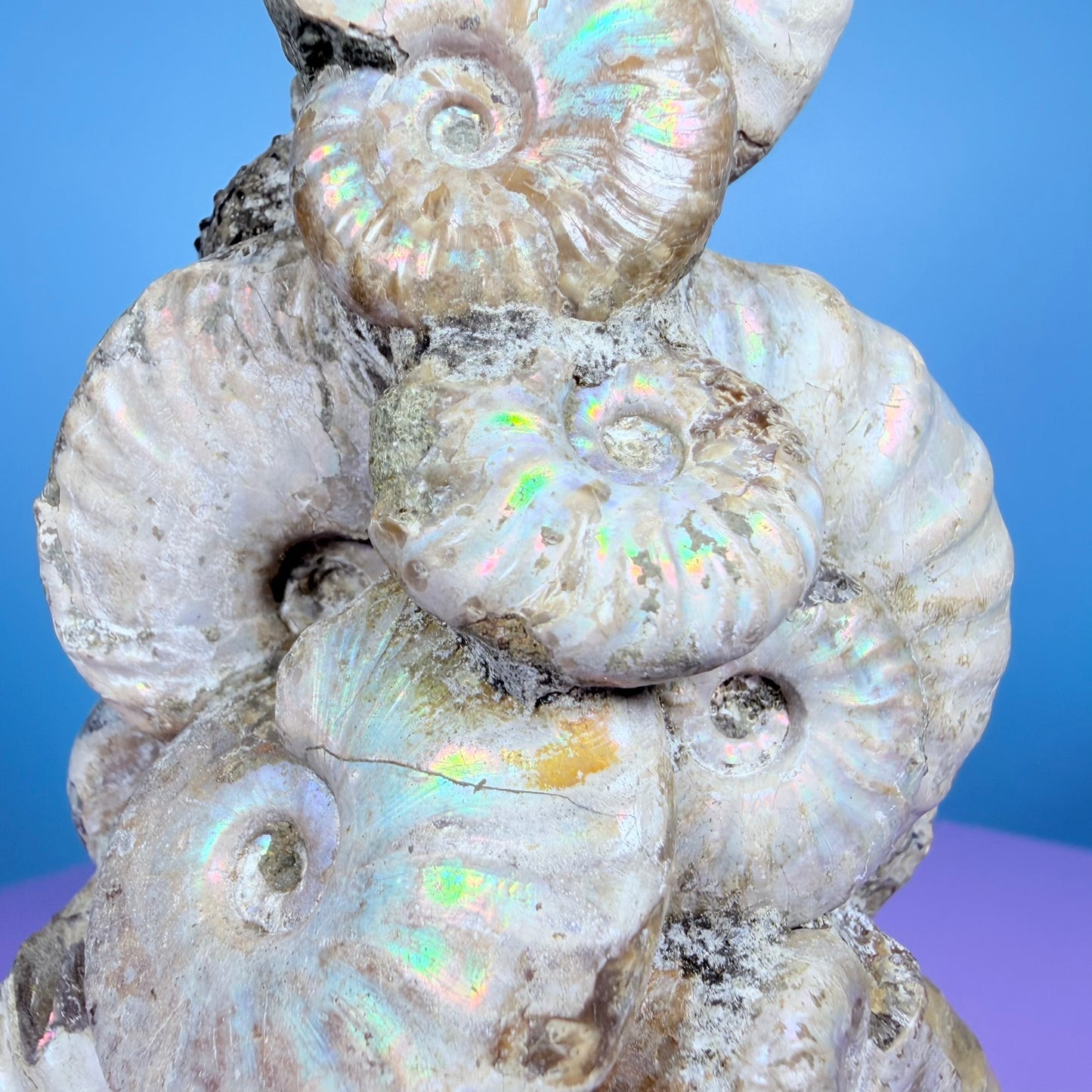 Rainbow Ammonite Fossil Cluster Sculpture on Fossil Plate