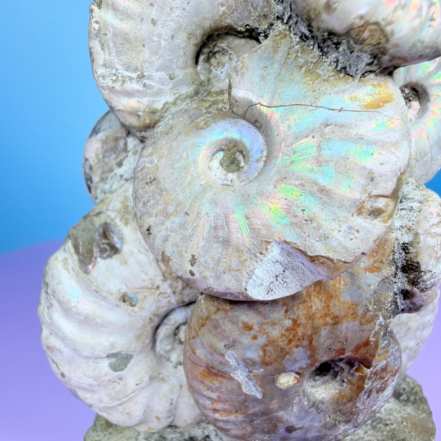 Rainbow Ammonite Fossil Cluster Sculpture on Fossil Plate