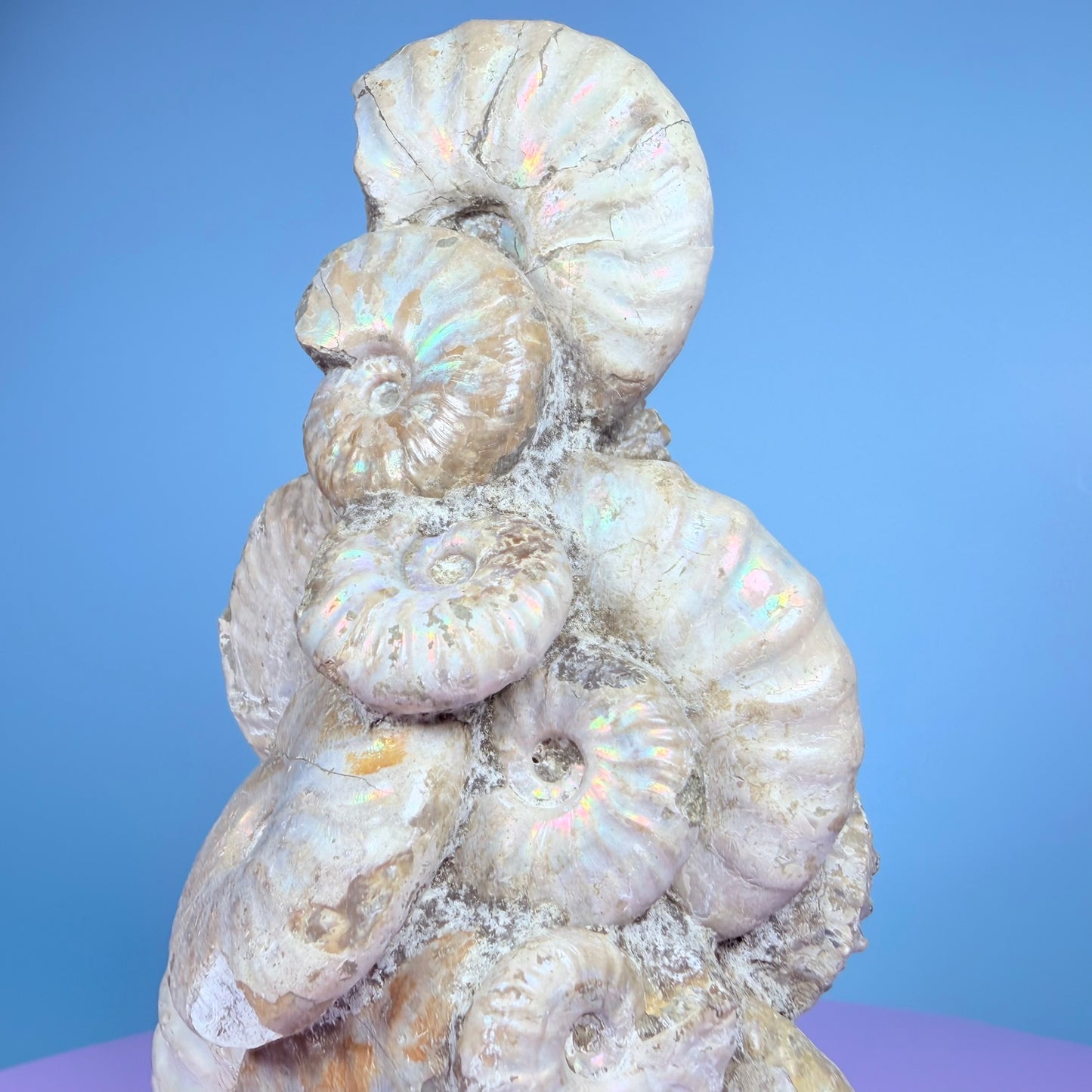 Rainbow Ammonite Fossil Cluster Sculpture on Fossil Plate