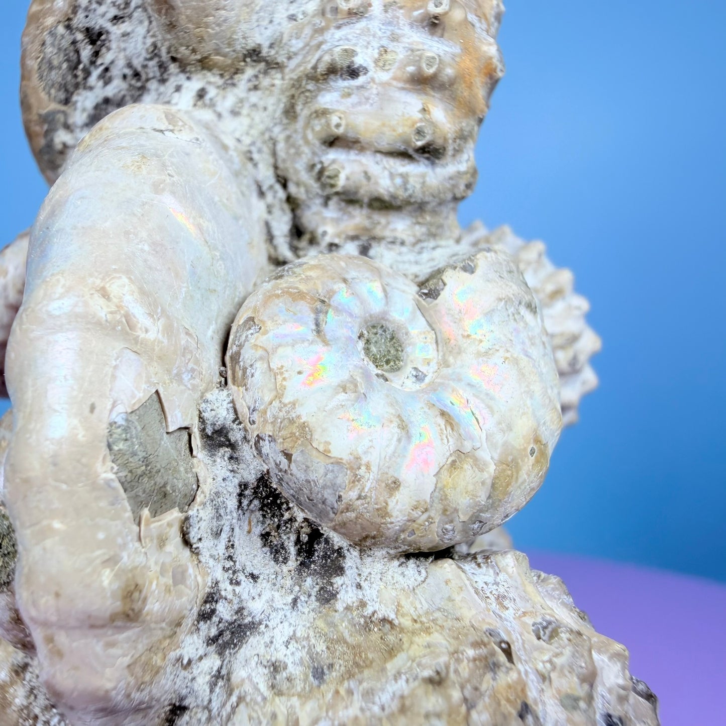 Rainbow Ammonite Fossil Cluster Sculpture on Fossil Plate