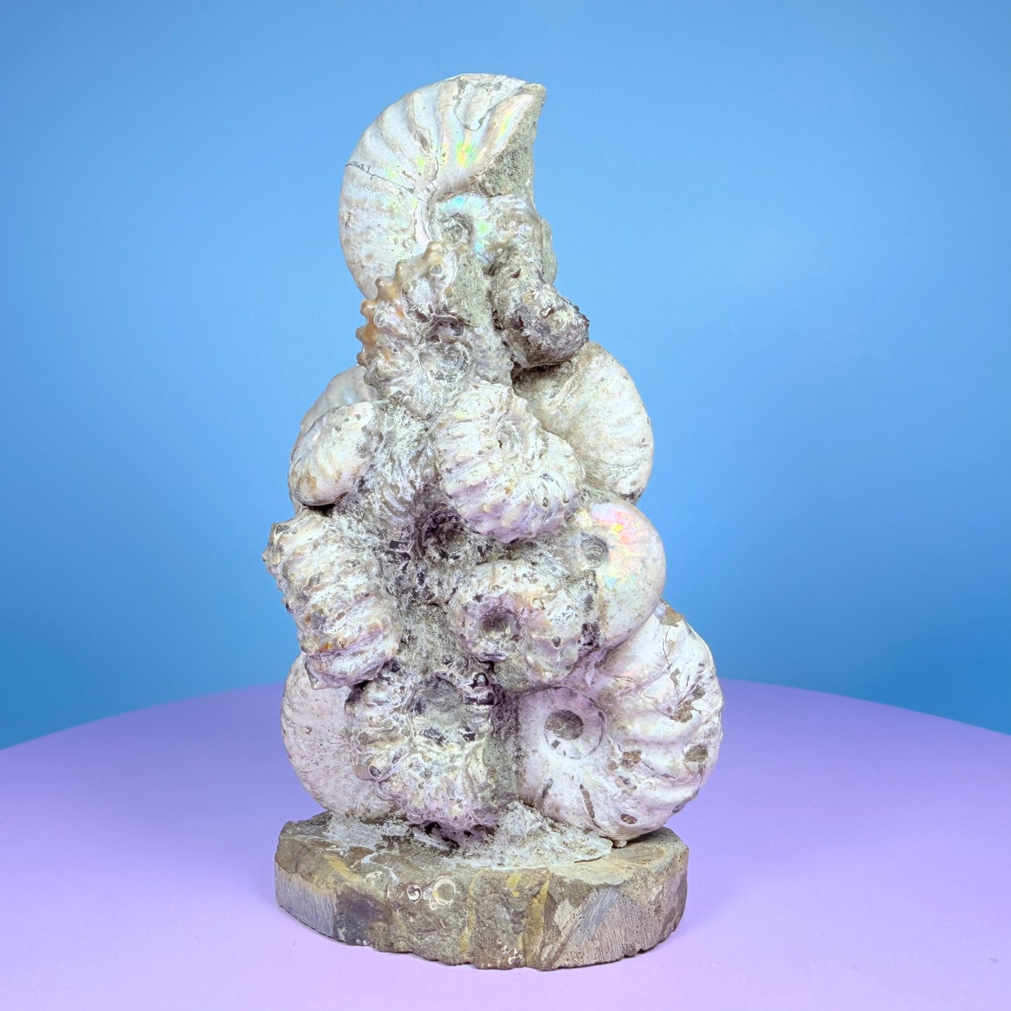 Rainbow Ammonite Fossil Cluster Sculpture on Fossil Plate