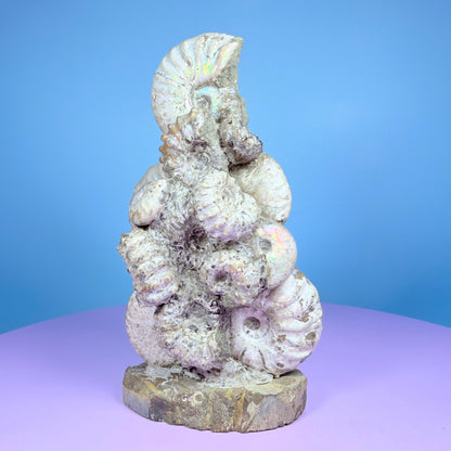 Rainbow Ammonite Fossil Cluster Sculpture on Fossil Plate