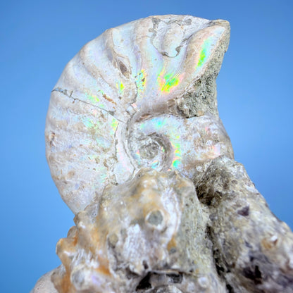 Rainbow Ammonite Fossil Cluster Sculpture on Fossil Plate