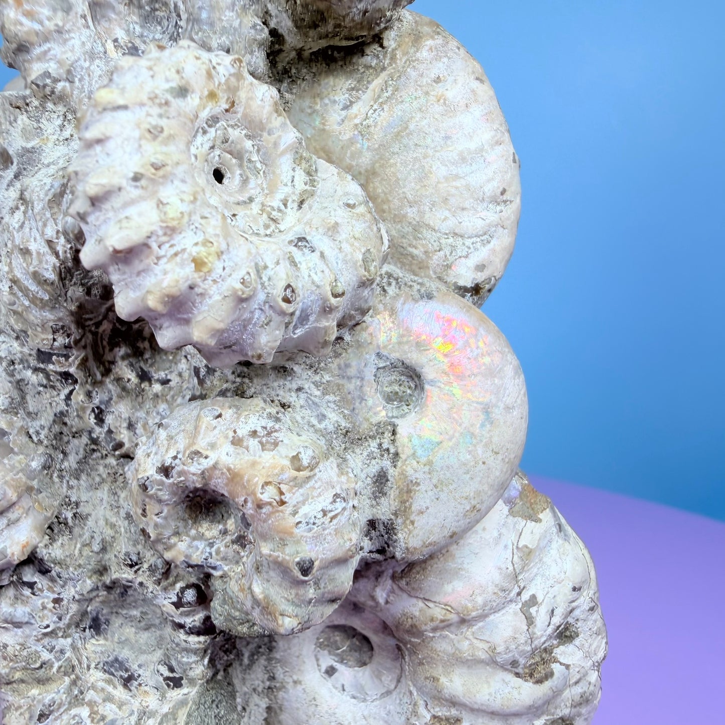 Rainbow Ammonite Fossil Cluster Sculpture on Fossil Plate