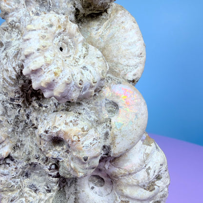Rainbow Ammonite Fossil Cluster Sculpture on Fossil Plate