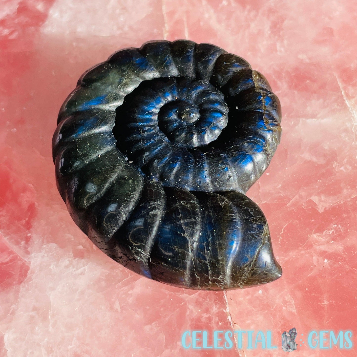 Ammonite Shell Medium Crystal Carving