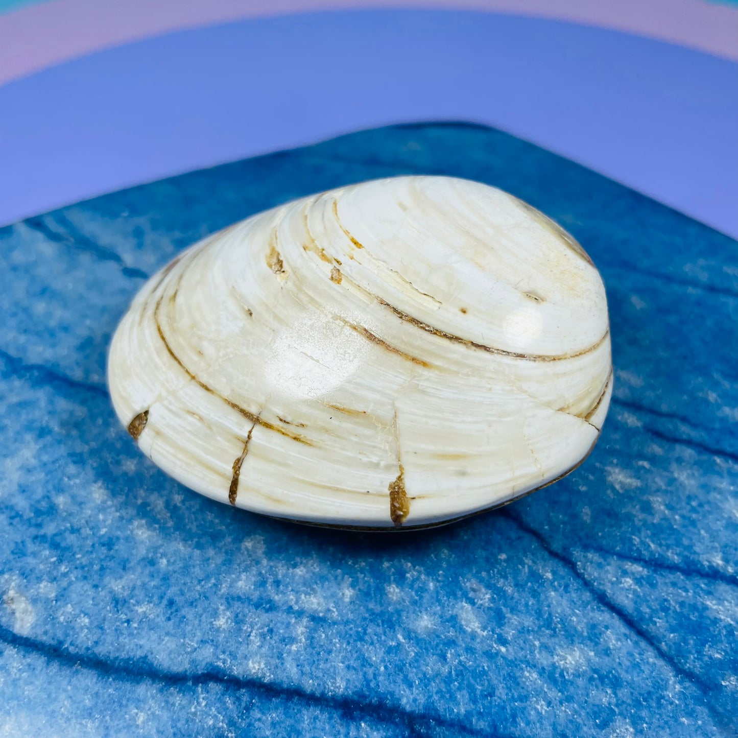 Bivalve Clam Fossil Specimen