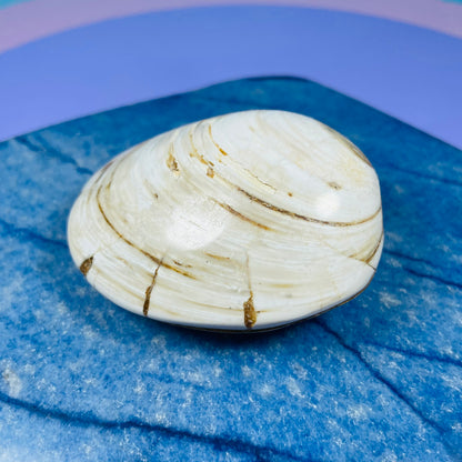 Bivalve Clam Fossil Specimen