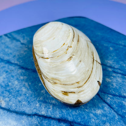 Bivalve Clam Fossil Specimen