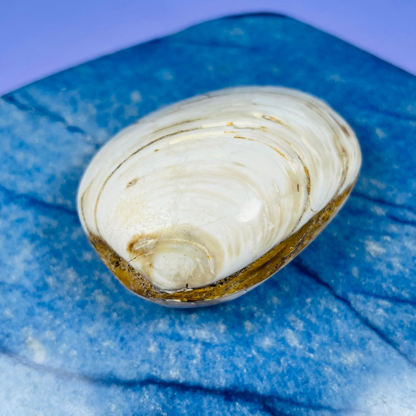 Bivalve Clam Fossil Specimen