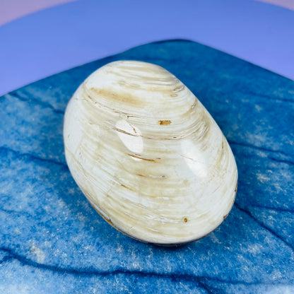 Bivalve Clam Fossil Specimen