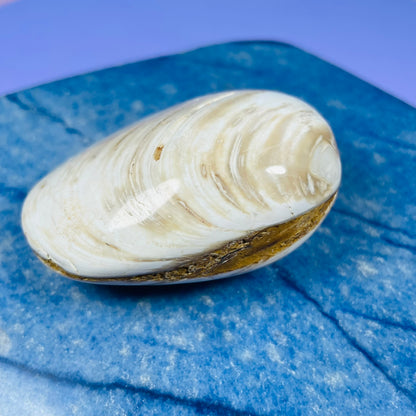 Bivalve Clam Fossil Specimen