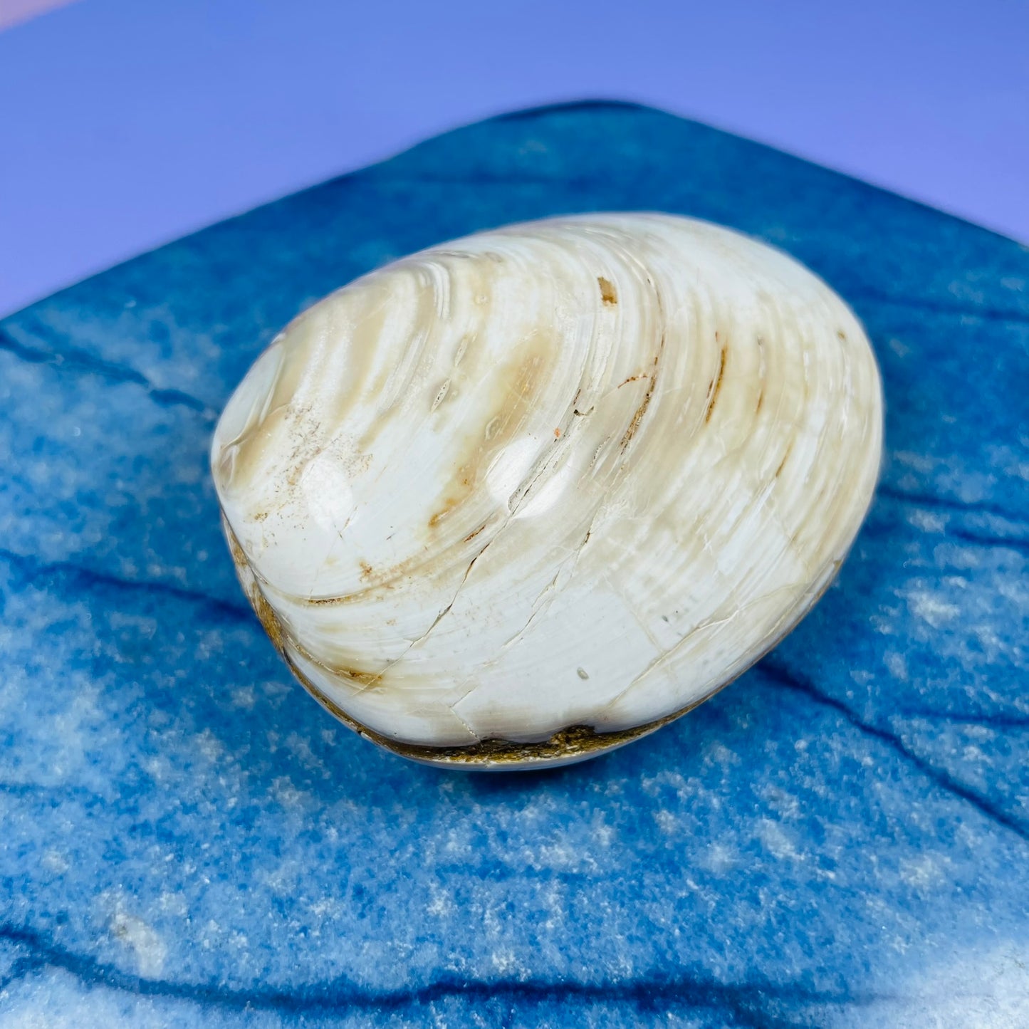 Bivalve Clam Fossil Specimen
