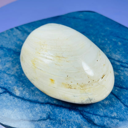 Bivalve Clam Fossil Specimen