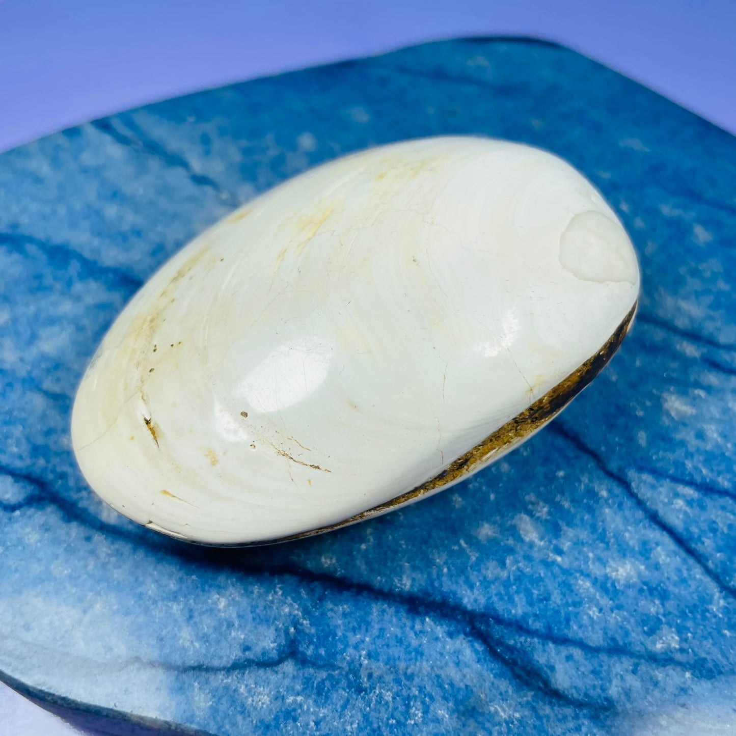 Bivalve Clam Fossil Specimen