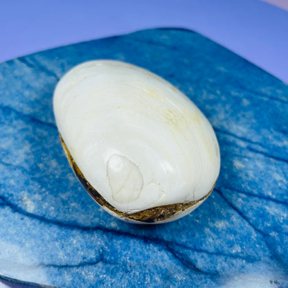 Bivalve Clam Fossil Specimen