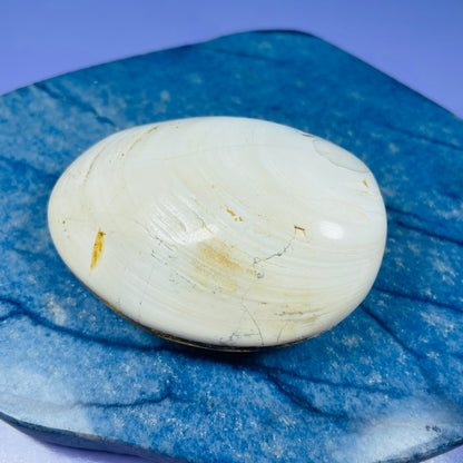 Bivalve Clam Fossil Specimen
