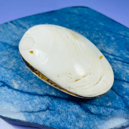 Bivalve Clam Fossil Specimen