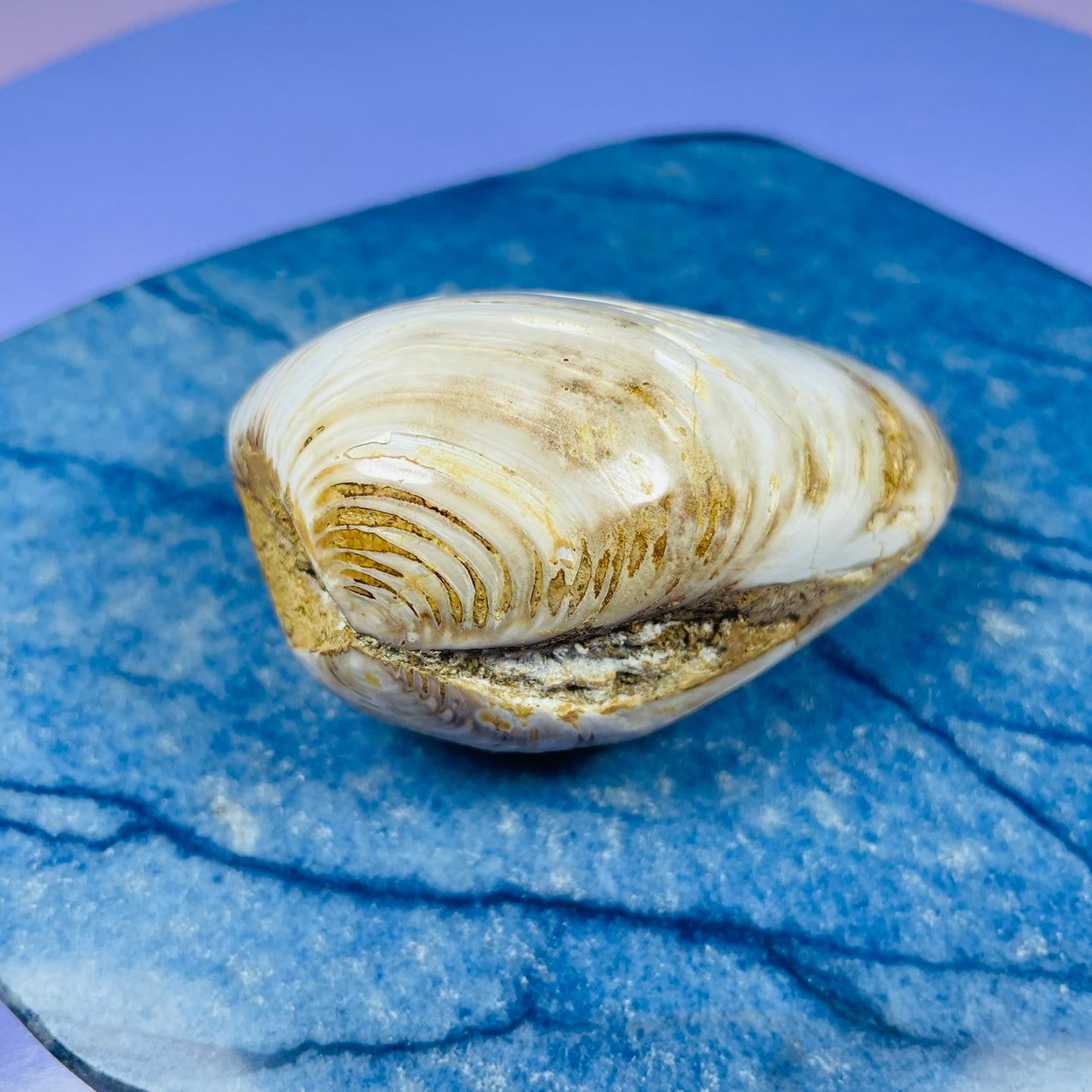 Bivalve Clam Fossil Specimen